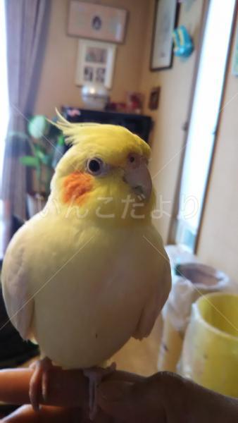 迷い鳥の写真