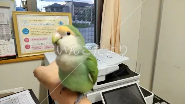 保護鳥の写真