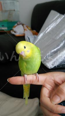 迷い鳥の写真