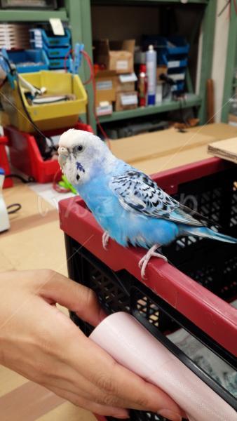 保護鳥の写真