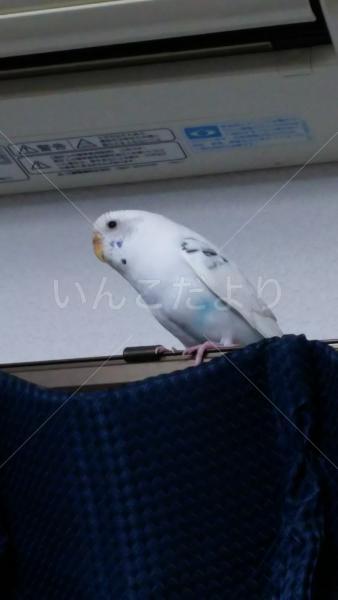 保護鳥の写真