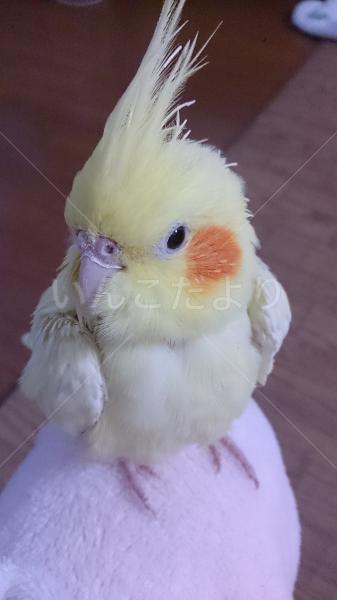 迷い鳥の写真