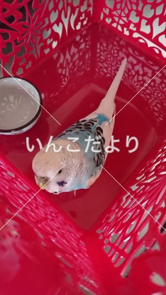 保護鳥の写真