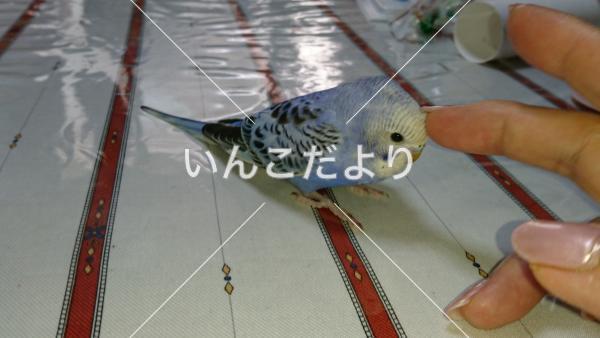 迷い鳥の写真