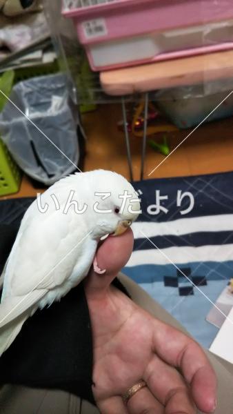 迷い鳥の写真