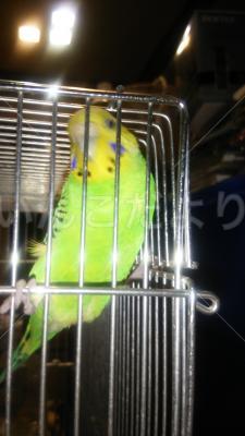 迷い鳥の写真