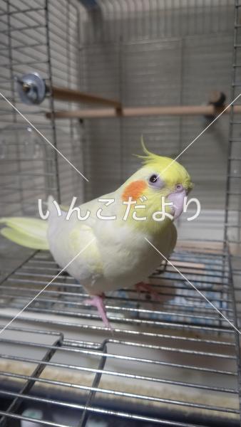 迷い鳥の写真