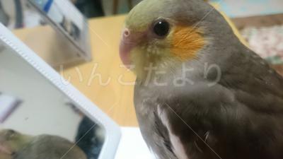 迷い鳥の写真