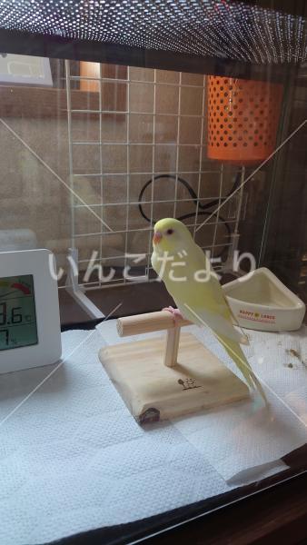 迷い鳥の写真