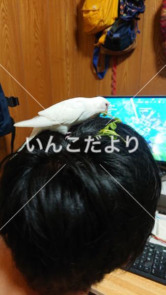 迷い鳥の写真