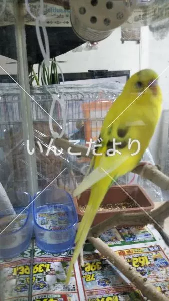 保護鳥の写真