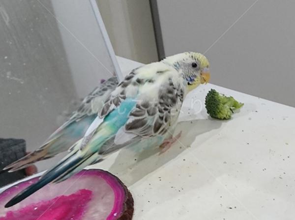 迷い鳥の写真