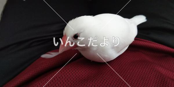 迷い鳥の写真