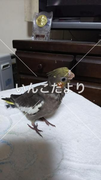迷い鳥の写真