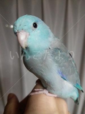 迷い鳥の写真