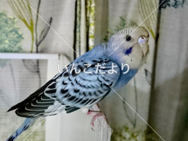 保護鳥の写真
