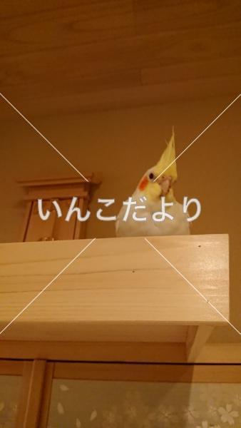 迷い鳥の写真