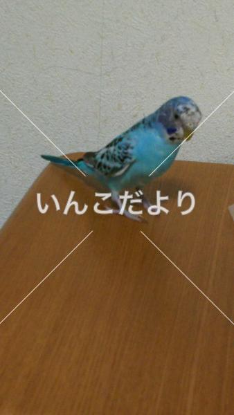 迷い鳥の写真