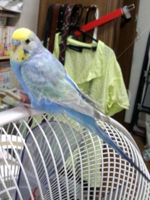 迷い鳥の写真