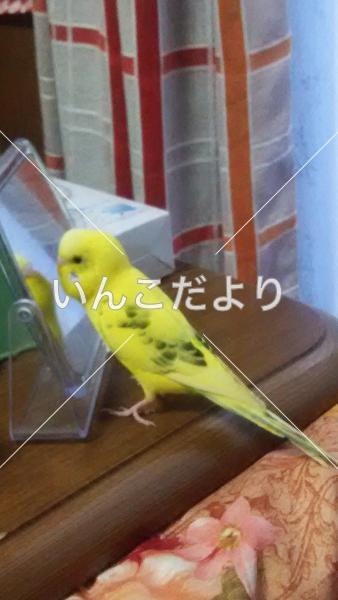 迷い鳥の写真