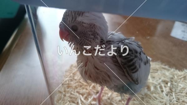 迷い鳥の写真