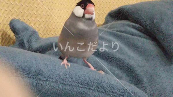 迷い鳥の写真