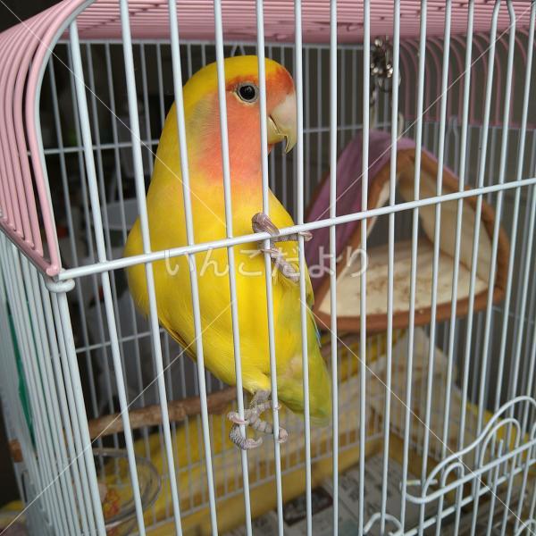 保護鳥の写真