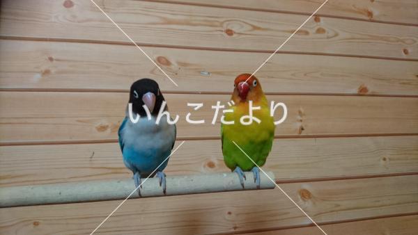 迷い鳥の写真