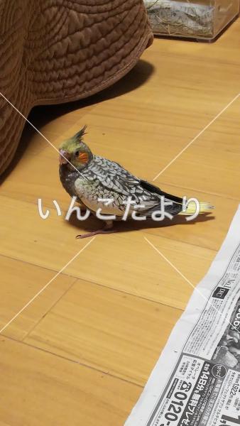 迷い鳥の写真
