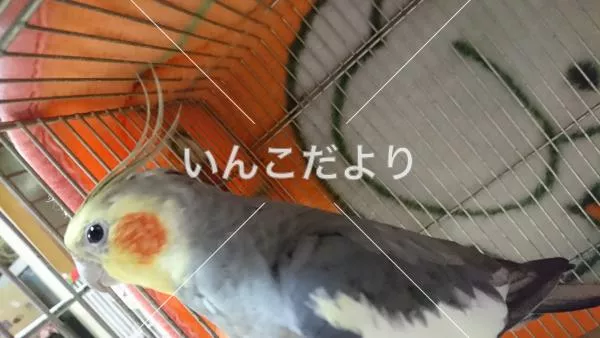保護鳥の写真