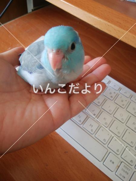 迷い鳥の写真