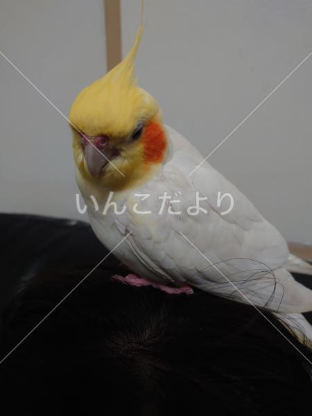 迷い鳥の写真