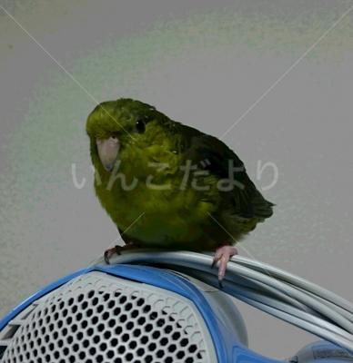 迷い鳥の写真