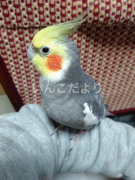 迷い鳥の写真