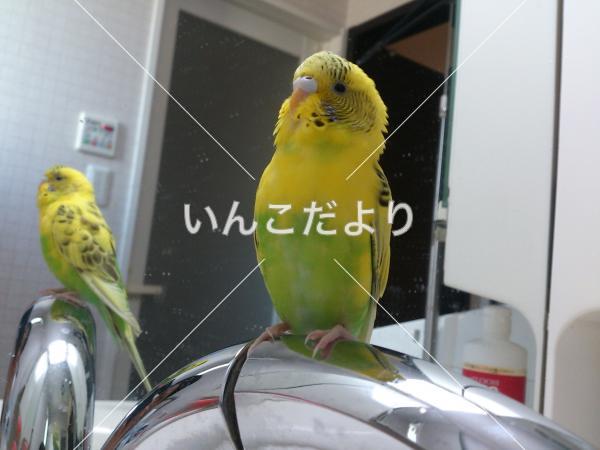 迷い鳥の写真