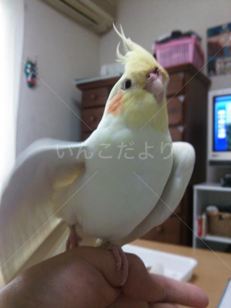 迷い鳥の写真