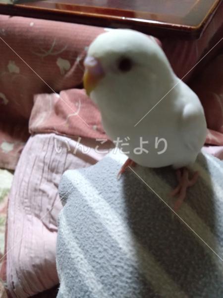 迷い鳥の写真