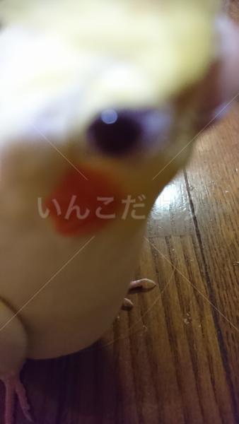 保護鳥の写真