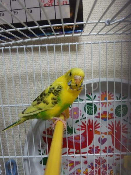 迷い鳥の写真