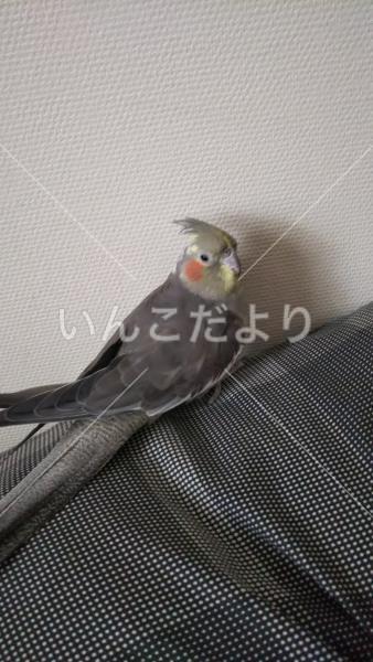 迷い鳥の写真
