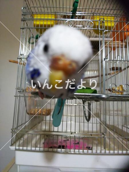 迷い鳥の写真