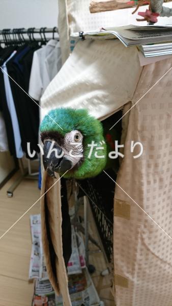迷い鳥の写真