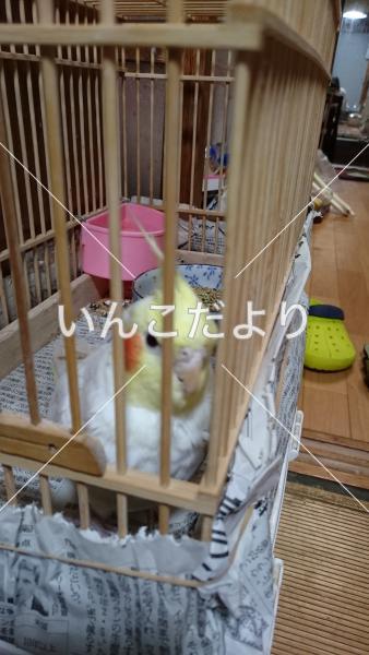迷い鳥の写真