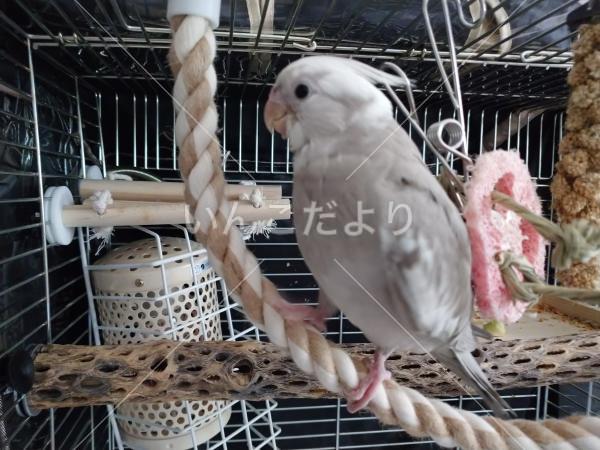 迷い鳥の写真