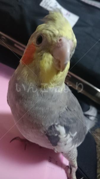 迷い鳥の写真