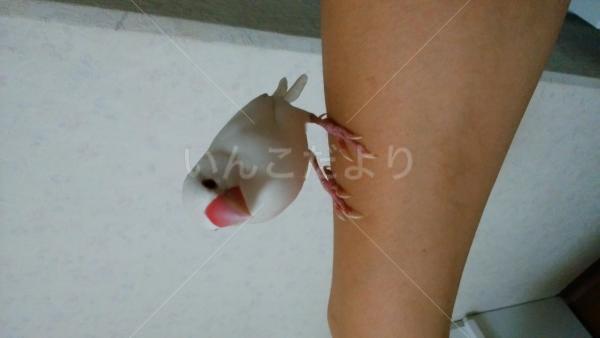 保護鳥の写真