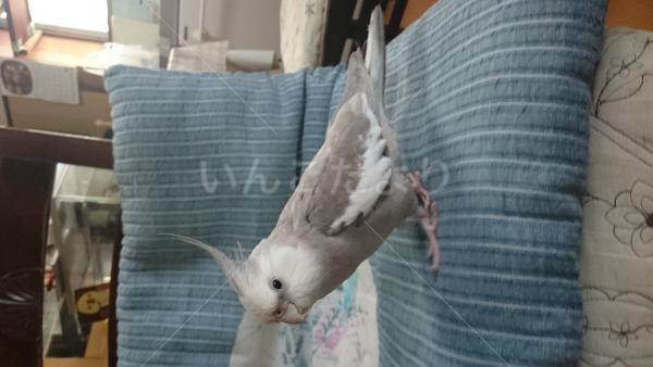 迷い鳥の写真
