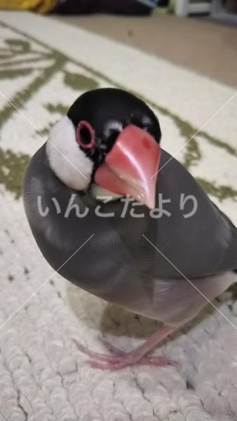 迷い鳥の写真
