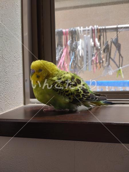 迷い鳥の写真