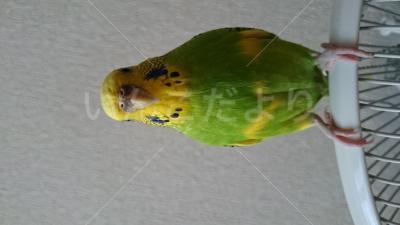 迷い鳥の写真